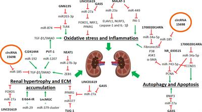 Interactions Among Non-Coding RNAs in Diabetic Nephropathy